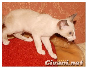 Seychellois Cats • Сейшельские кошки - Seychellois Kittens • Сейшельские котята - 131