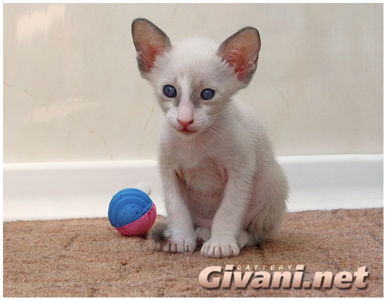 Seychellois Cats • Сейшельские кошки - Seychellois Kittens • Сейшельские котята - 75