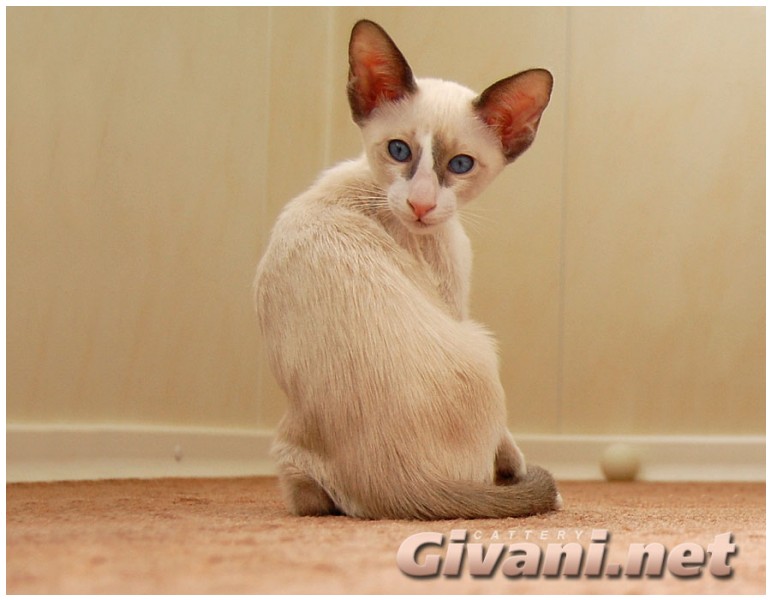 Seychellois Cats • Сейшельские кошки - Seychellois Kittens • Сейшельские котята - 143