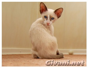 Seychellois Cats • Сейшельские кошки - Seychellois Kittens • Сейшельские котята - 143