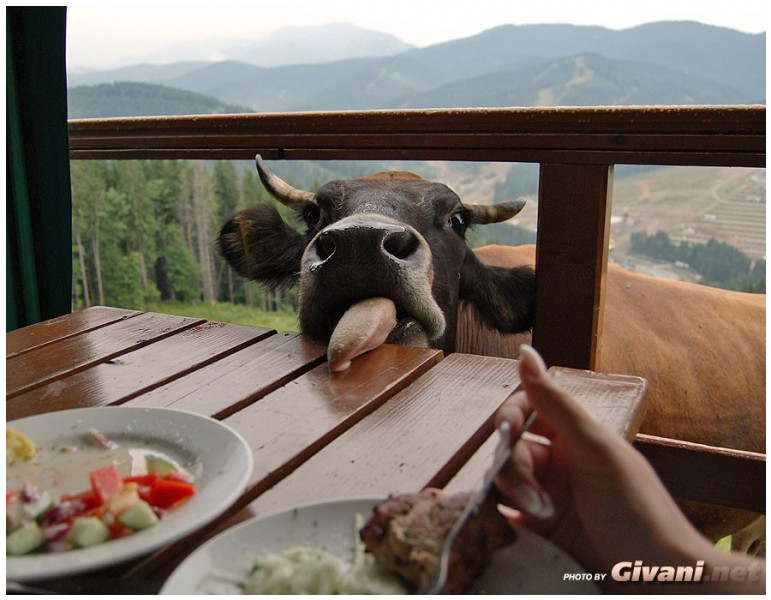 Givani.net - Funny Pics • Прикольные фото - Коровий язык