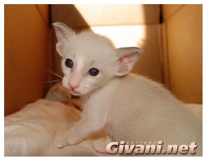 Seychellois Cats • Сейшельские кошки - Seychellois Kittens • Сейшельские котята - 32