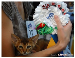 Cats Shows Photo • Выставки кошек - Cats Show • September, 2011 • Запорожье - Абик