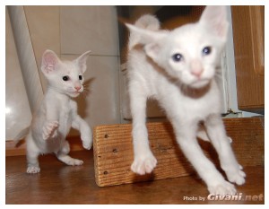 Givani.net - Funny Pics • Прикольные фото - Летящий кот • Flying cat