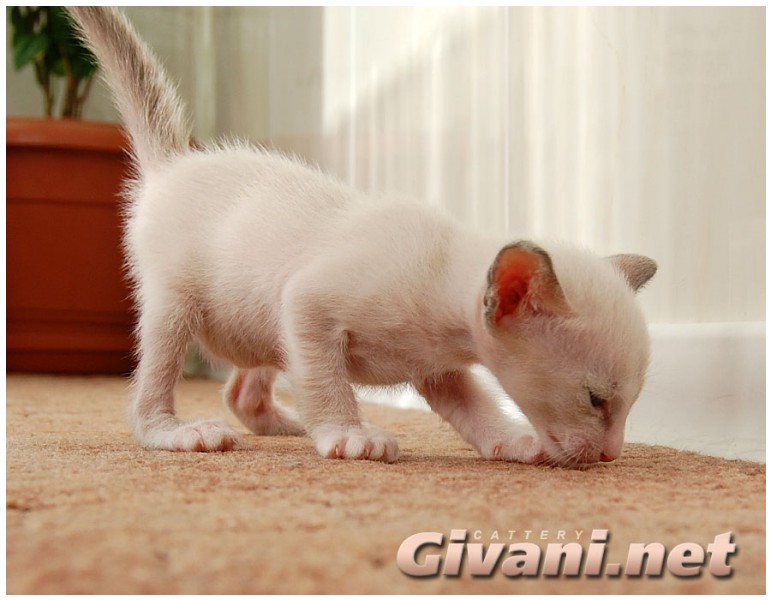 Seychellois Cats • Сейшельские кошки - Seychellois Kittens • Сейшельские котята - 39