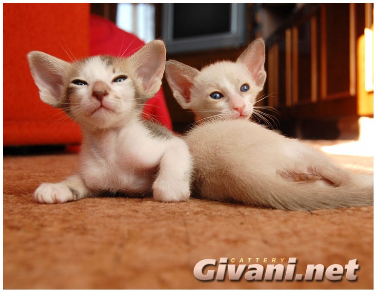 Seychellois Cats • Сейшельские кошки - Seychellois Kittens • Сейшельские котята - 60