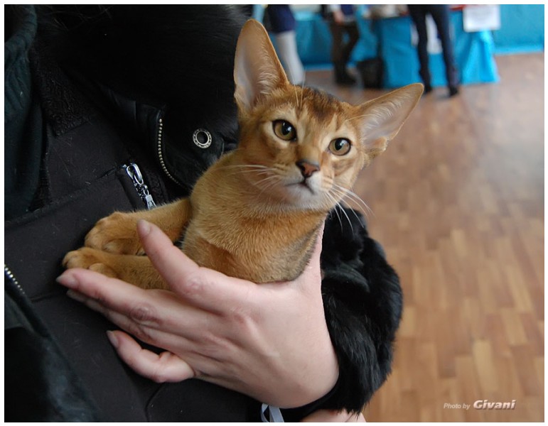 Cats Shows Photo • Выставки кошек - November, 2011 • Кубок Hill's • Донецк - 19