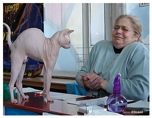 Cats Shows Photo • Выставки кошек - November, 2011 • Кубок Hill's • Донецк - Lili Anciau in tandem...