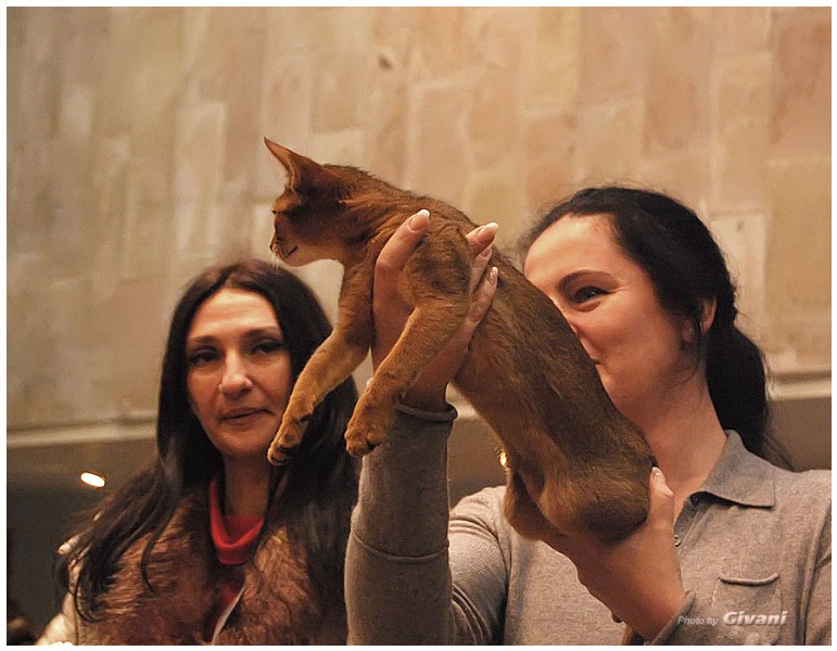 Cats Shows Photo • Выставки кошек - November, 2011 • Кубок Hill's • Донецк - Best of Best
