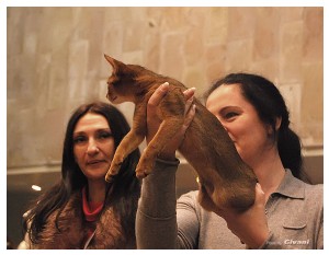 Cats Shows Photo • Выставки кошек - November, 2011 • Кубок Hill's • Донецк - Best of Best