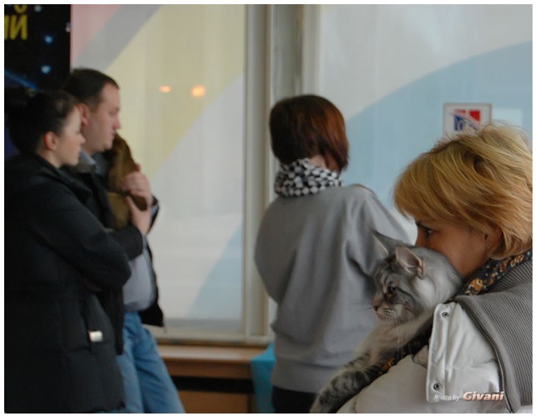 Cats Shows Photo • Выставки кошек - November, 2011 • Кубок Hill's • Донецк - 20