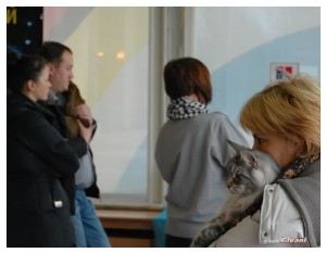 Cats Shows Photo • Выставки кошек - November, 2011 • Кубок Hill's • Донецк - 20