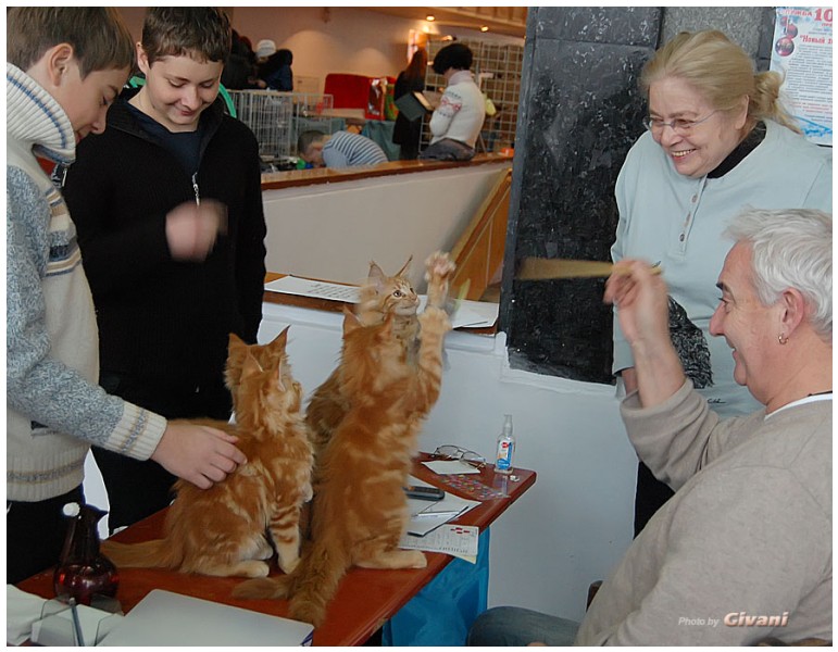 Cats Shows Photo • Выставки кошек - November, 2011 • Кубок Hill's • Донецк - Lili Anciau and Henry Hornell love cats...