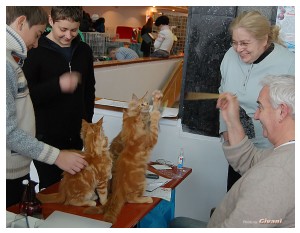 Cats Shows Photo • Выставки кошек - November, 2011 • Кубок Hill's • Донецк - Lili Anciau and Henry Hornell love cats...