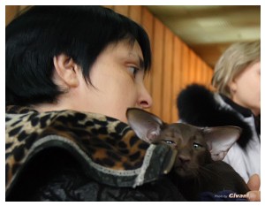 Cats Shows Photo • Выставки кошек - November, 2011 • Кубок Hill's • Донецк - 34