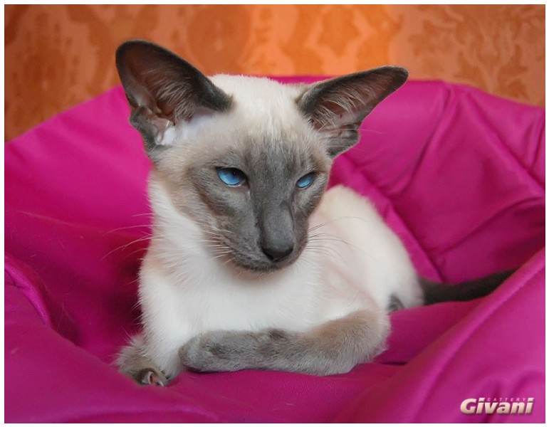 Siamese Cats • Сиамские кошки - Siamese Kittens • Сиамские котята - Koosje van Tutte's Dream Come Blue