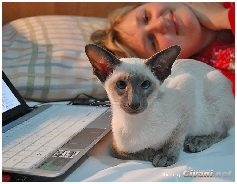 Siamese Cats • Сиамские кошки - Siamese Kittens • Сиамские котята - Koosje van Tutte's Dream Come Blue