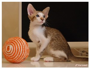 Oriental Cats • Ориентальные кошки - Oriental Kittens • Ориентальные котята - Fahrenheit Givani