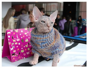 Cats Shows Photo • Выставки кошек - Cats Show • April, 2012 • Донецк - 08