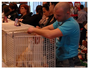 Cats Shows Photo • Выставки кошек - Cats Show • April, 2012 • Донецк - 24