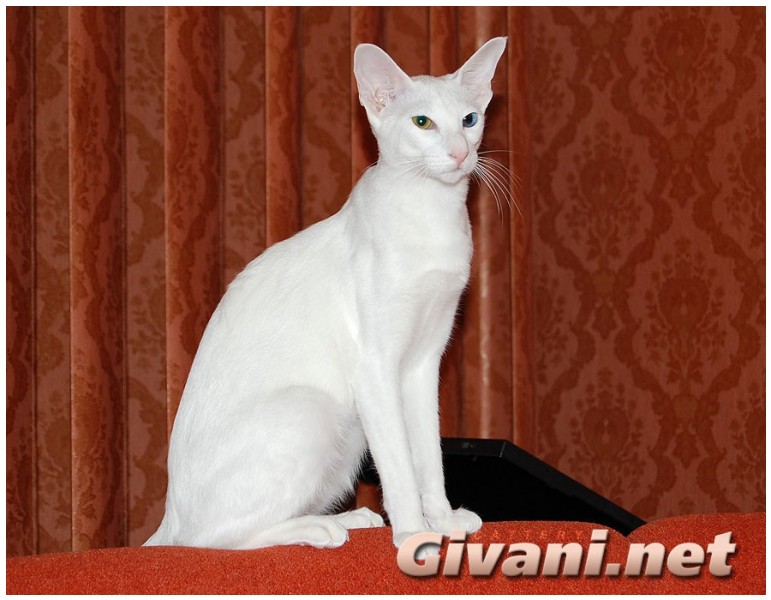 Oriental Cats • Ориентальные кошки - Oriental cats • Ориентальные кошки - Разноглазая ориентальная кошка