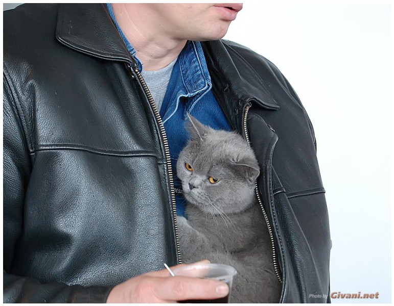 Cats Shows Photo • Выставки кошек - Cats Show • April, 2012 • Донецк - 45