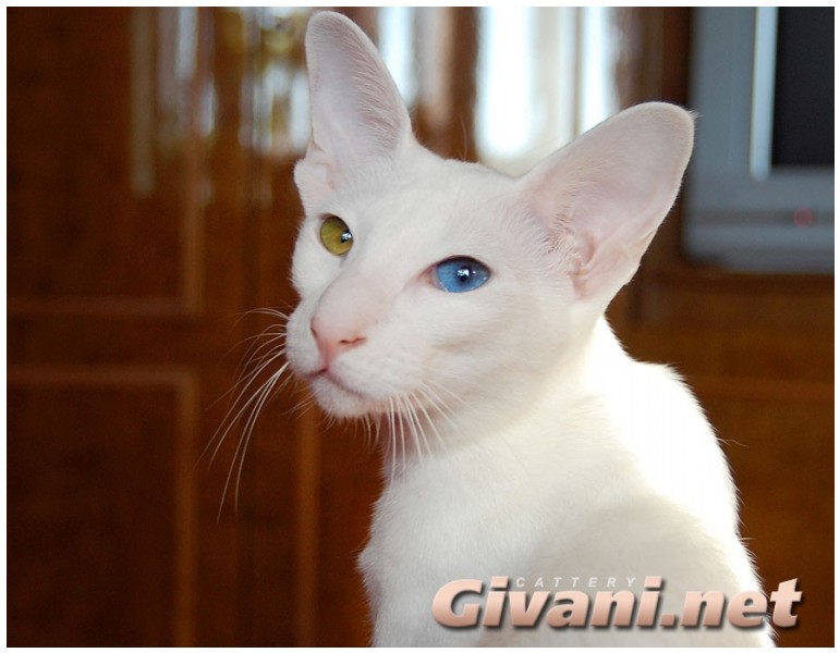 Oriental Cats • Ориентальные кошки - Oriental cats • Ориентальные кошки - Odd-Eyed White oriental cat