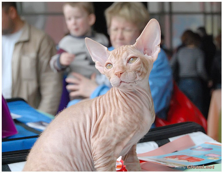 Cats Shows Photo • Выставки кошек - Cats Show • April, 2012 • Донецк - 55