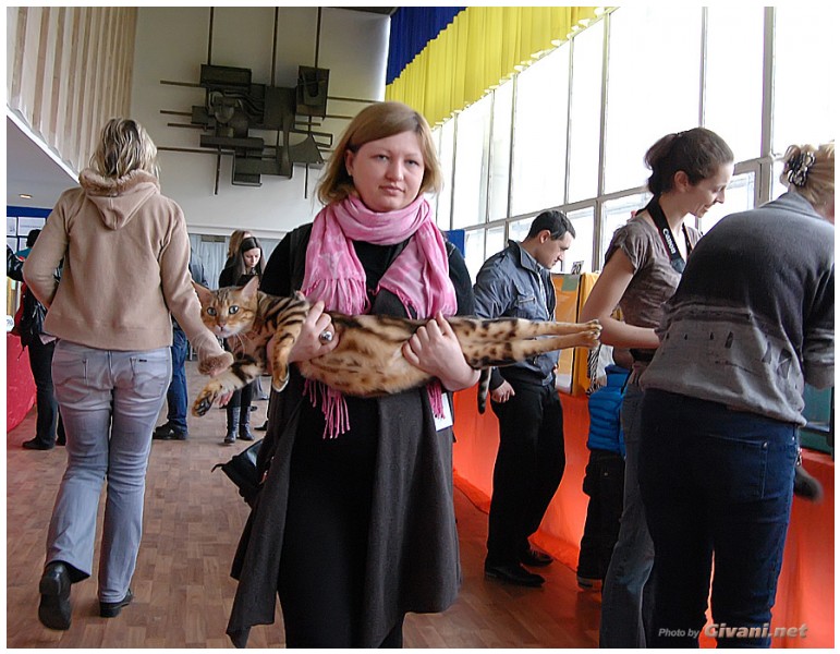 Cats Shows Photo • Выставки кошек - Cats Show • April, 2012 • Донецк - 47