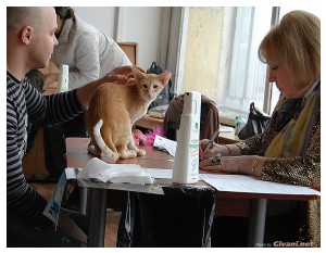 Cats Shows Photo • Выставки кошек - Cats Show • April, 2012 • Донецк - 46