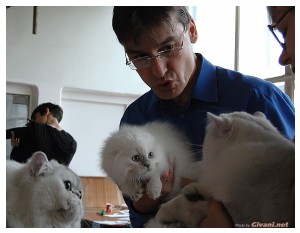 Cats Shows Photo • Выставки кошек - Cats Show • April, 2012 • Донецк - 50