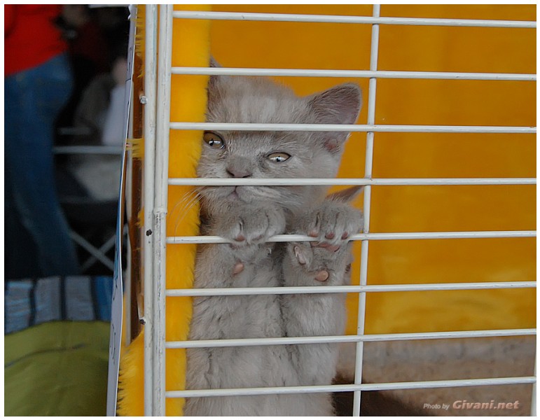 Cats Shows Photo • Выставки кошек - Cats Show • April, 2012 • Донецк - 28