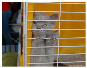 Cats Shows Photo • Выставки кошек - Cats Show • April, 2012 • Донецк - 28