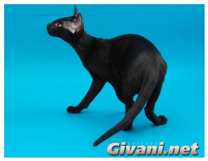 Oriental Cats • Ориентальные кошки - Oriental cats • Ориентальные кошки - 13