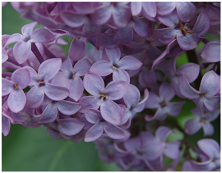 Givani.net - Flowers Photo • Цветы фото - Lilac-Classics-Close-Up