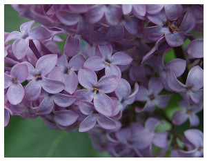 Givani.net - Flowers Photo • Цветы фото - Lilac-Classics-Close-Up