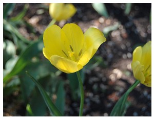 Givani.net - Flowers Photo • Цветы фото - Yellow-Tulip-Too
