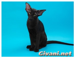 Oriental Cats • Ориентальные кошки - Oriental cats • Ориентальные кошки - Черная ориентальная кошка