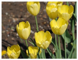 Givani.net - Flowers Photo • Цветы фото - Yellow-Tulips-Two