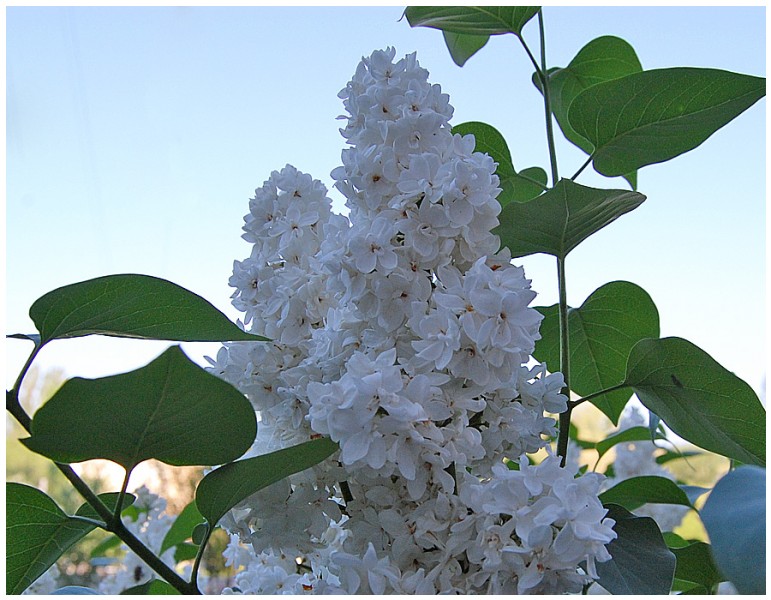 Givani.net - Flowers Photo • Цветы фото - White-Lilac