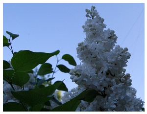 Givani.net - Flowers Photo • Цветы фото - White-Lilac-Too