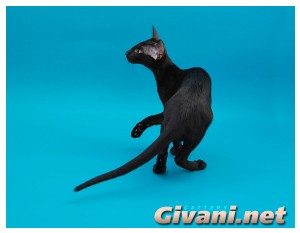 Oriental Cats • Ориентальные кошки - Oriental cats • Ориентальные кошки - 12