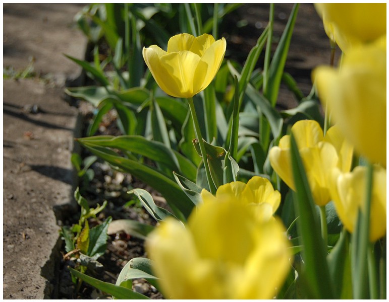 Givani.net - Flowers Photo • Цветы фото - Yellow-Tulip