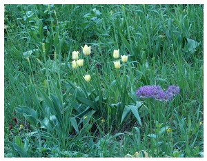 Givani.net - Flowers Photo • Цветы фото - Yellow-Tulips-Grass