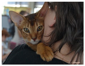 Cats Shows Photo • Выставки кошек - May, 2012 • Ласковый зверь • Луганск - 38