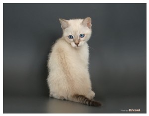 Cats Shows Photo • Выставки кошек - May, 2012 • Ласковый зверь • Луганск - 27