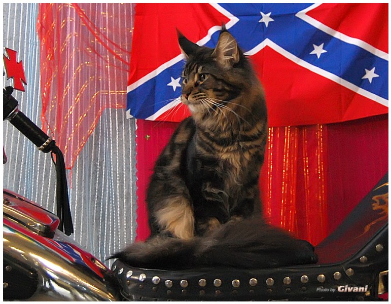Cats Shows Photo • Выставки кошек - May, 2012 • Ласковый зверь • Луганск - 31