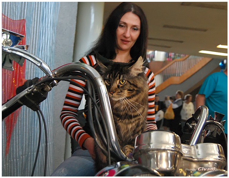 Cats Shows Photo • Выставки кошек - May, 2012 • Ласковый зверь • Луганск - 37