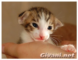 Oriental Cats • Ориентальные кошки - Oriental Kittens • Ориентальные котята - 014