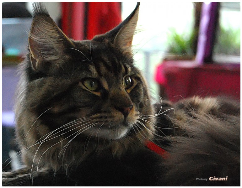 Cats Shows Photo • Выставки кошек - May, 2012 • Ласковый зверь • Луганск - 15